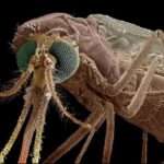 This New Drug Turns Human Blood into Mosquito Killer