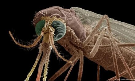 This New Drug Turns Human Blood into Mosquito Killer